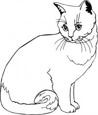 British Cream Cat (B)