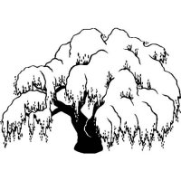 Willow Tree (B)