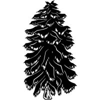 Spruce (C)