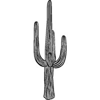 Cactus (B)