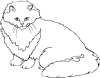 Persian Cooper Eyed Cat
